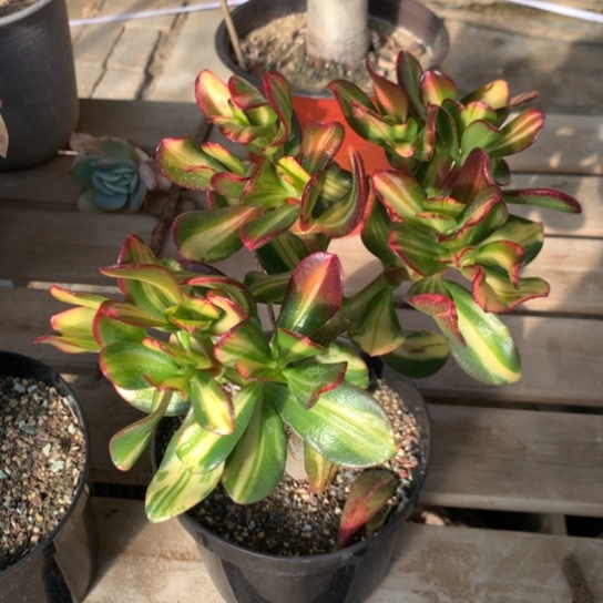 右边卷叶脱土发货