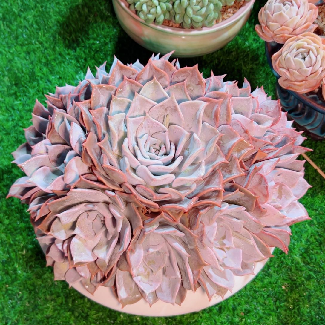 蘑*头多肉植物多肉植物了