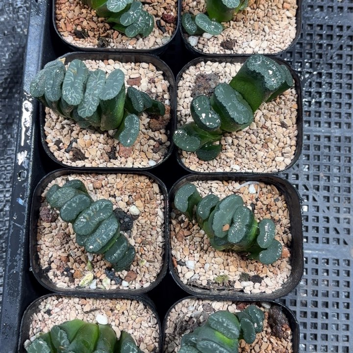 三颗玉扇多肉植物