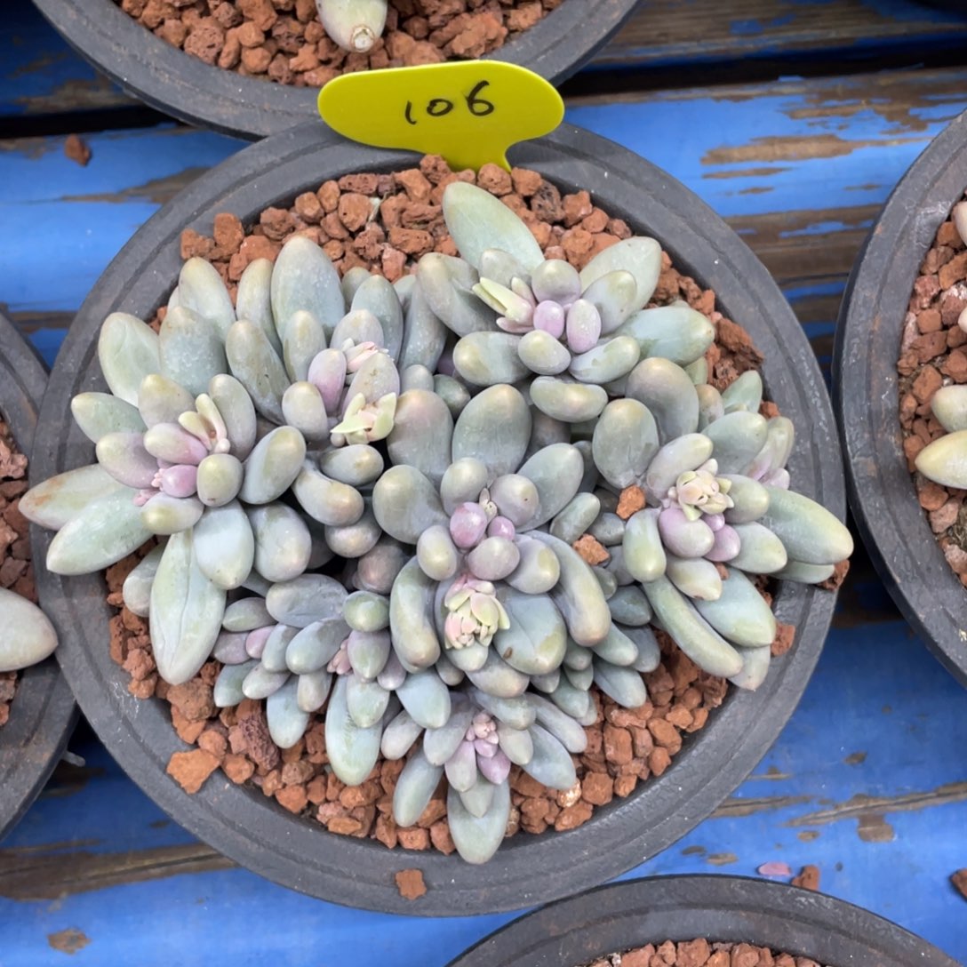 汤圆群生14头无砍106