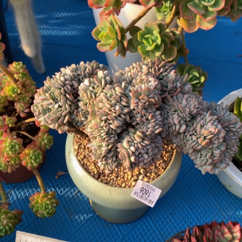 逆*1606玛瑙缀化