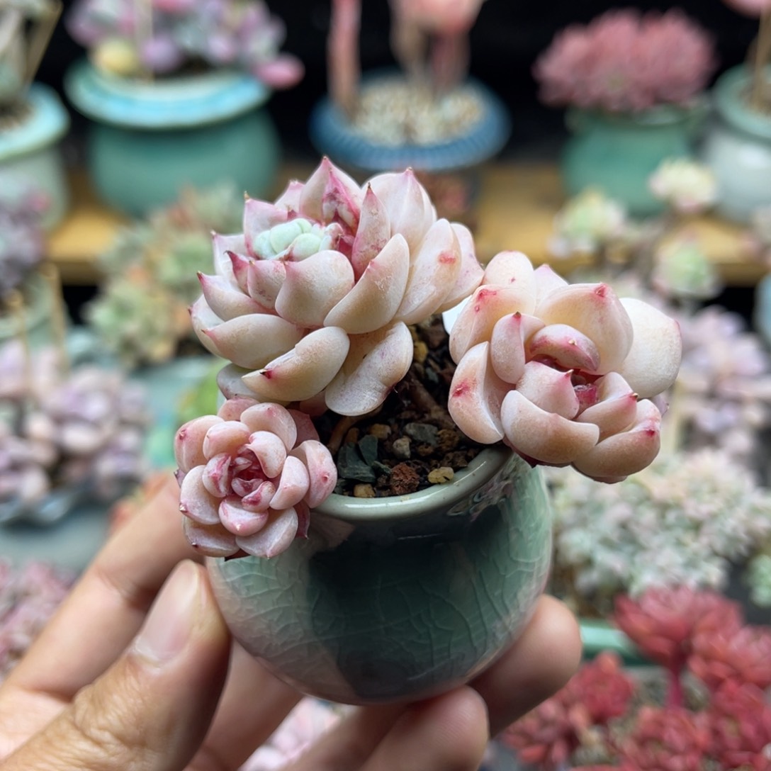 301 粉娥 带陶瓷盆发货 满28包邮