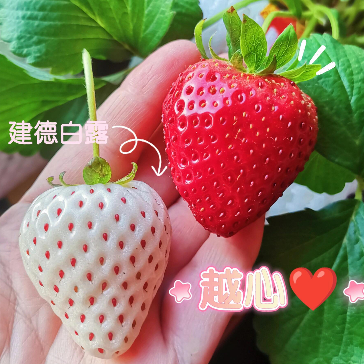 【2025爆款草莓组合】草莓草莓苗盆栽[头茬原盆原土]