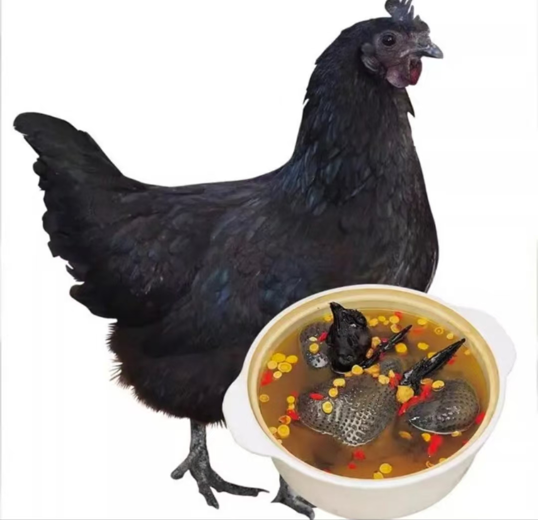 散养五黑肉质细腻黑皮黑肉包邮1.3斤左右