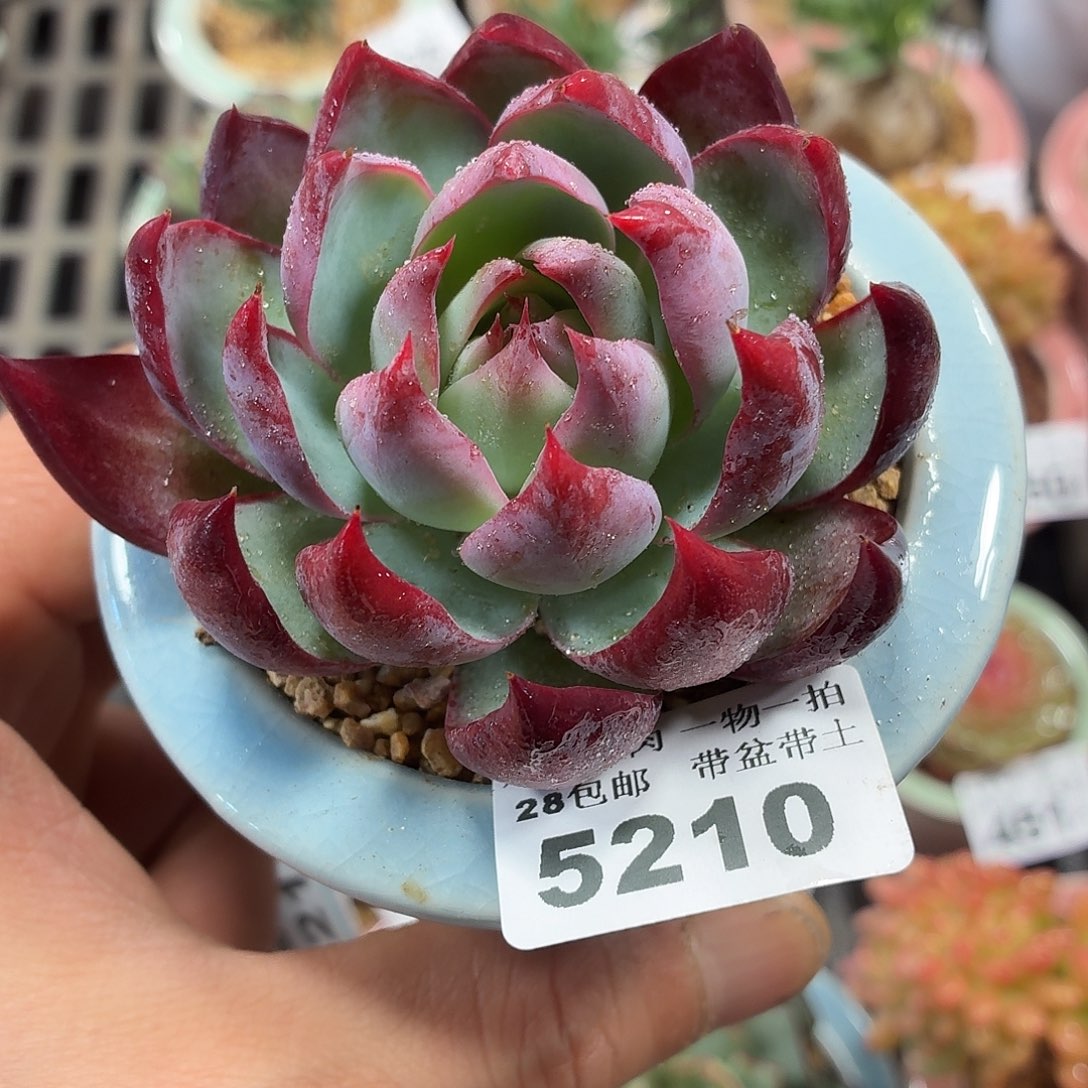 5厘米盆精控多肉植物5210