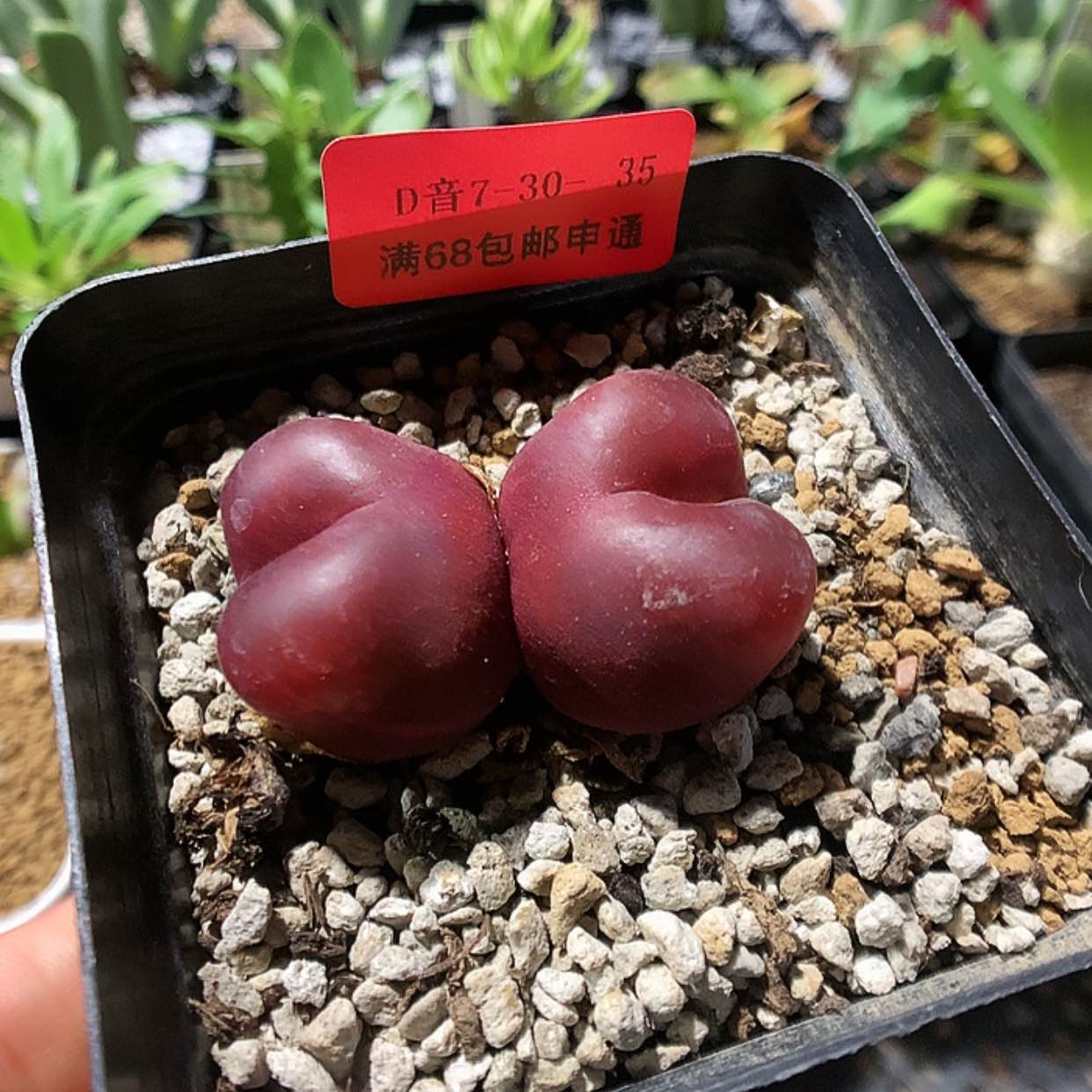 【闪购商品】7-30-35 毛1颗