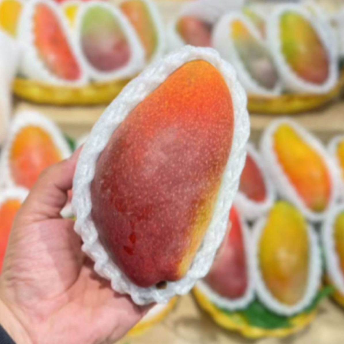 贵妃芒16.9元/公斤橄榄