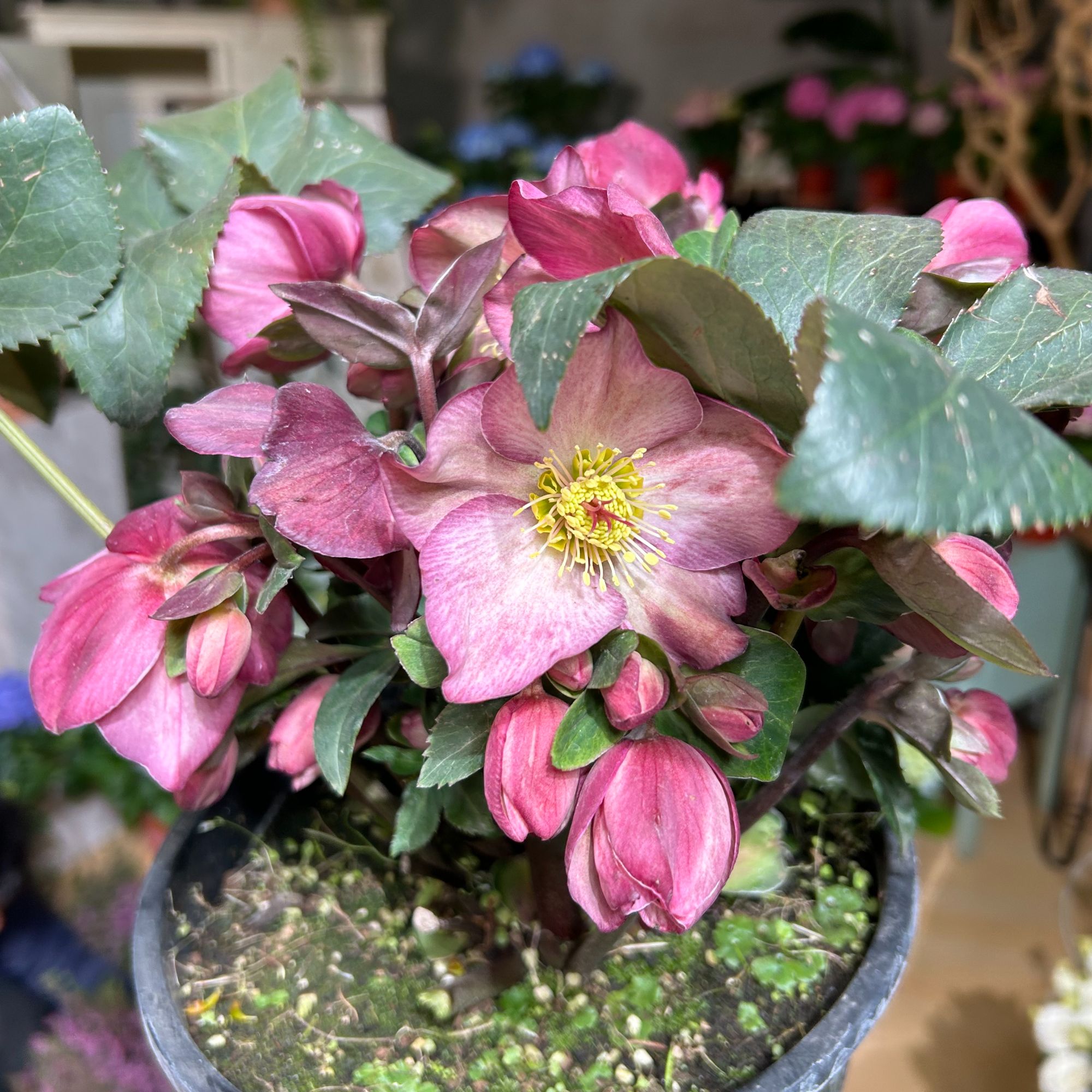 菟葵&铁筷子：蜜桃盆栽1盆