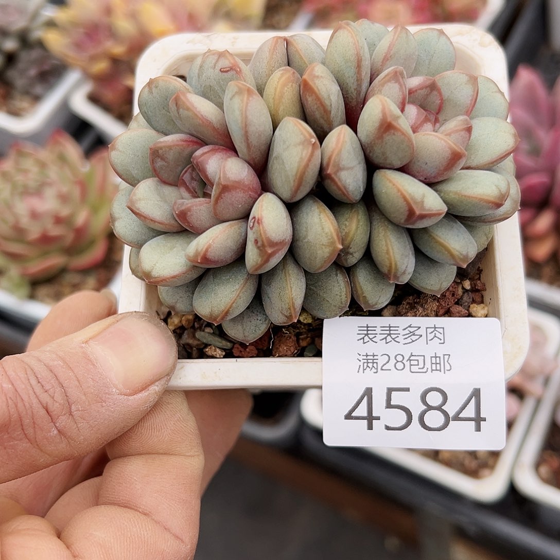 9号Ｚ**?我们的确是4584