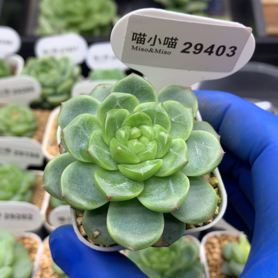 多肉植物杂交珍妮