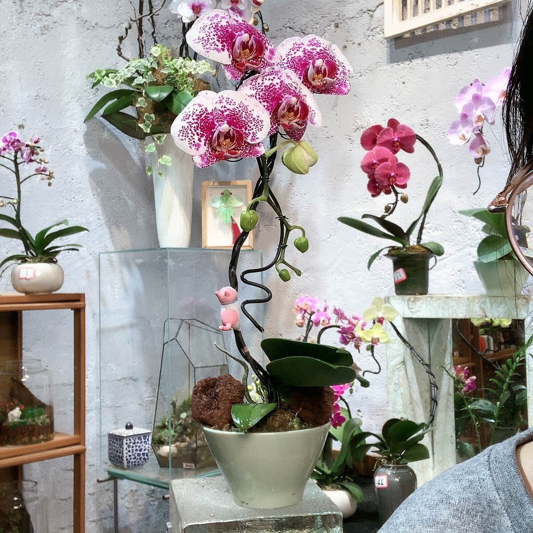 完全开放蝴蝶兰一物一拍