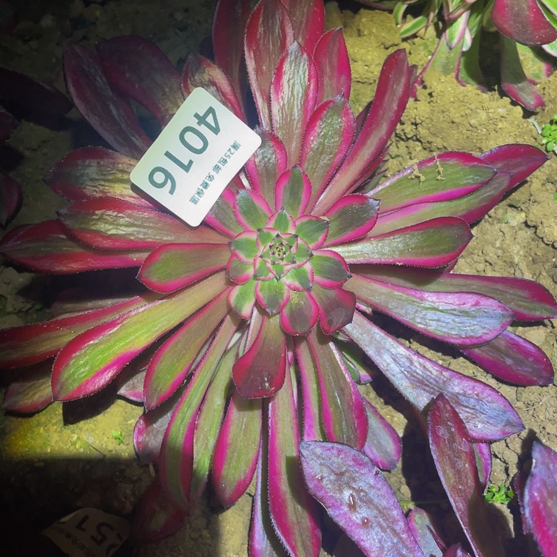 4016粉铜多肉植物
