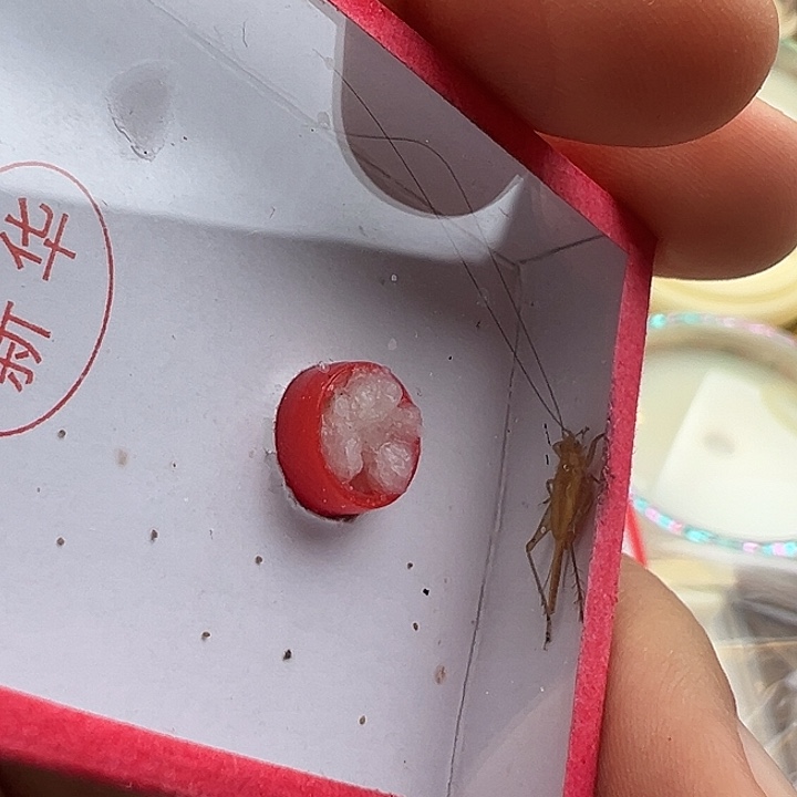 鸣虫虫具一个包邮