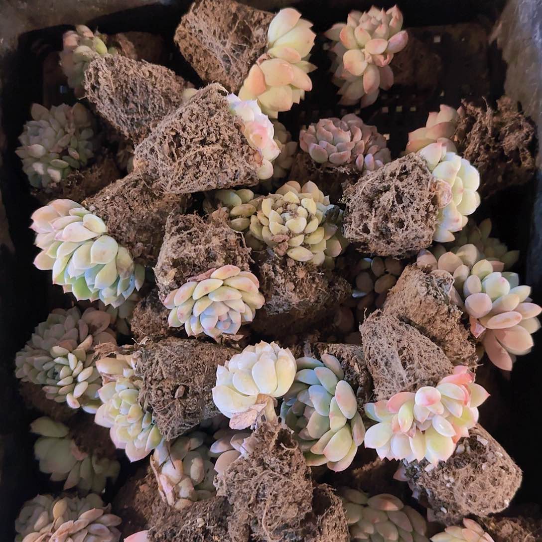 整筐保底25颗左右量拍