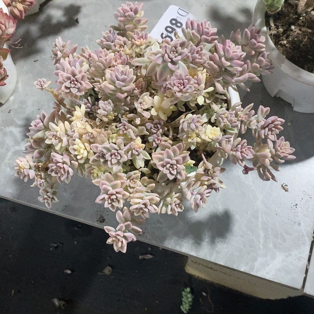 小***哒869姬秋丽锦多肉植物