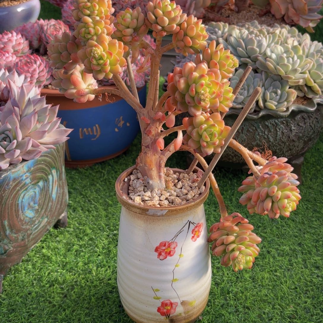 一物一拍，香格里拉