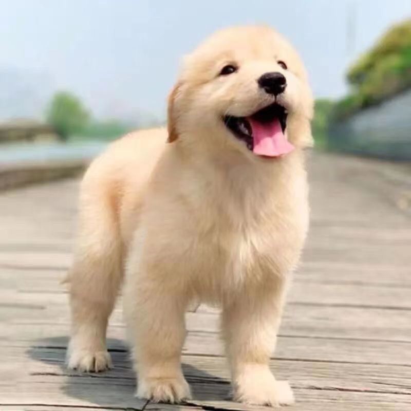 金毛幼犬小活体导盲犬高智商大头活物活泼陪伴犬巡回犬狗大骨架狗