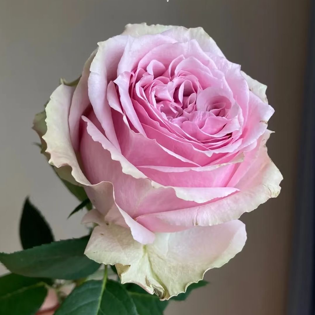 彼岸大苗  四季灌木月季