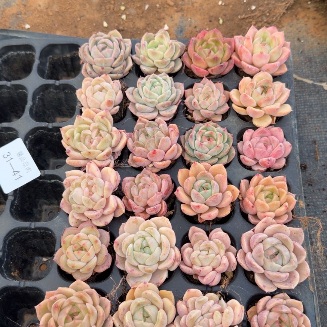 31-41侧门右二珍妮带颜色满穴盘以上二十四科量拍