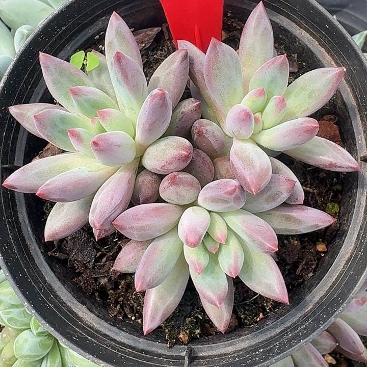 钻石虞653多肉植物