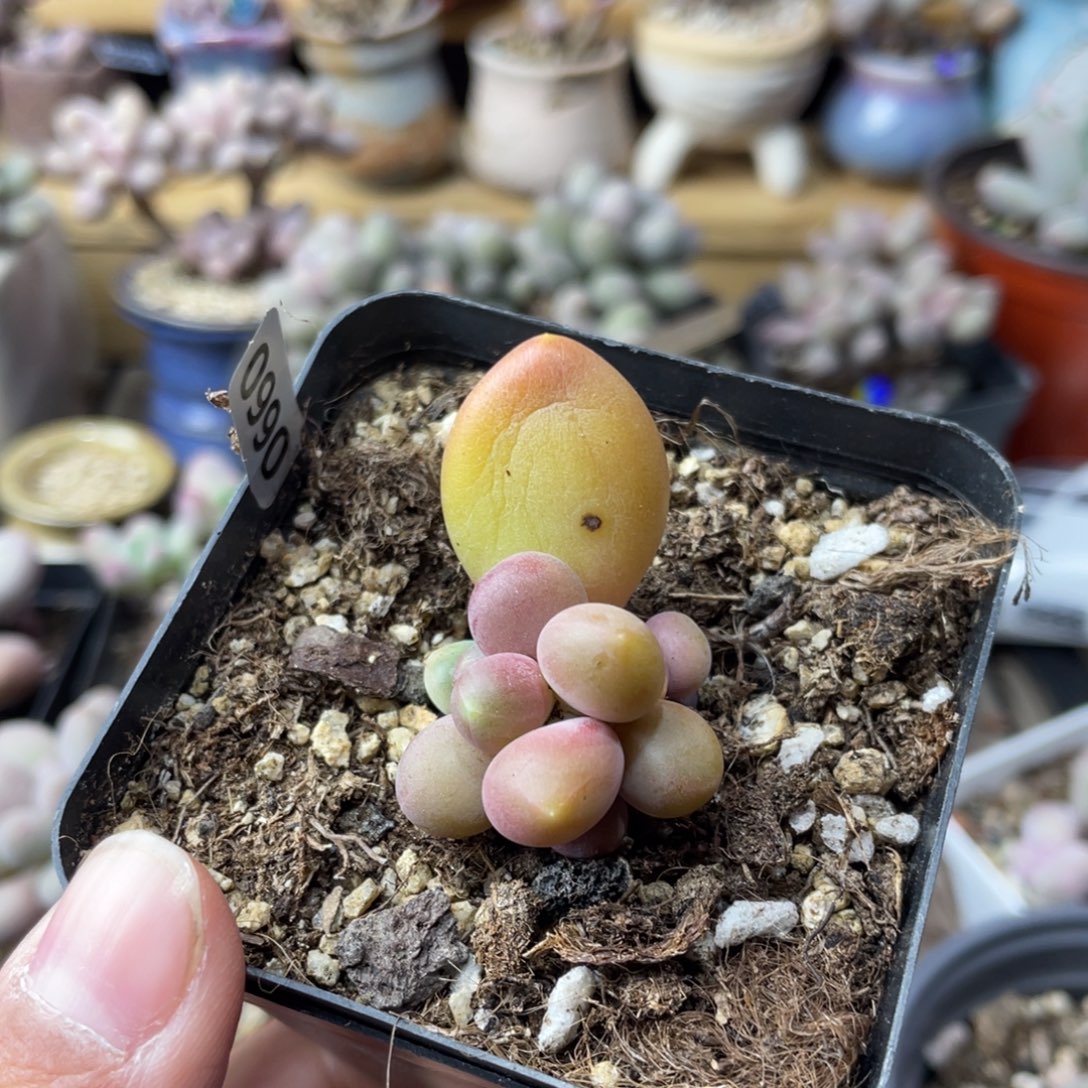 巧***_潘朵拉多肉植物多肉