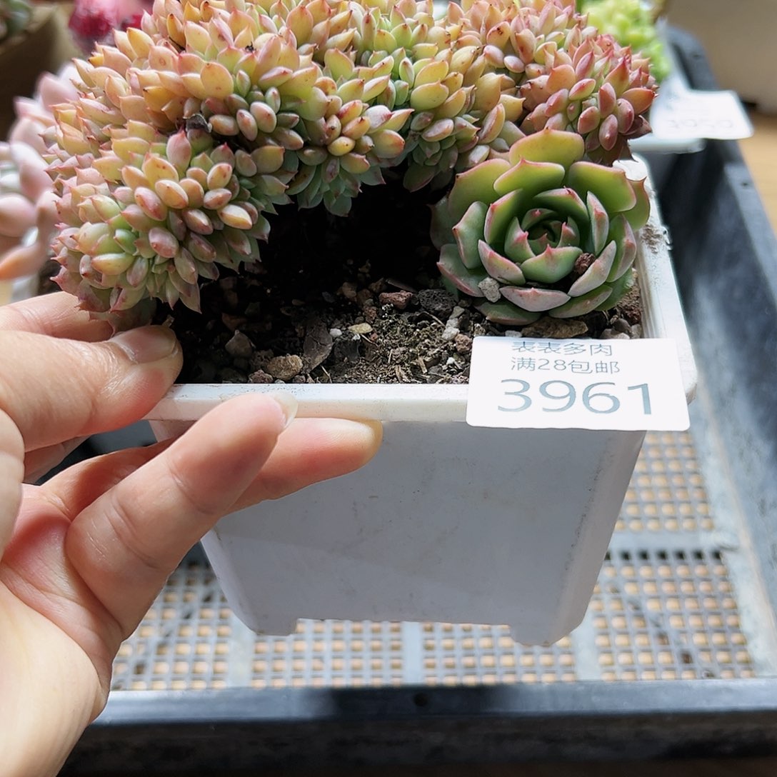 9号我们的确是一个很3961