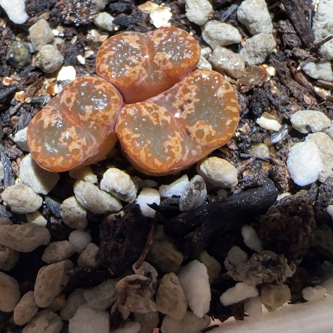 肉锥多肉植物百科-58