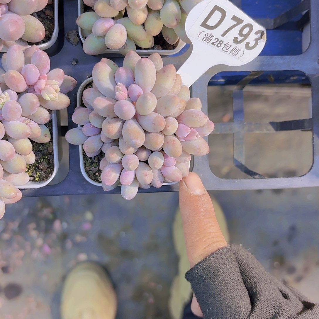 D793汤圆群一物一拍