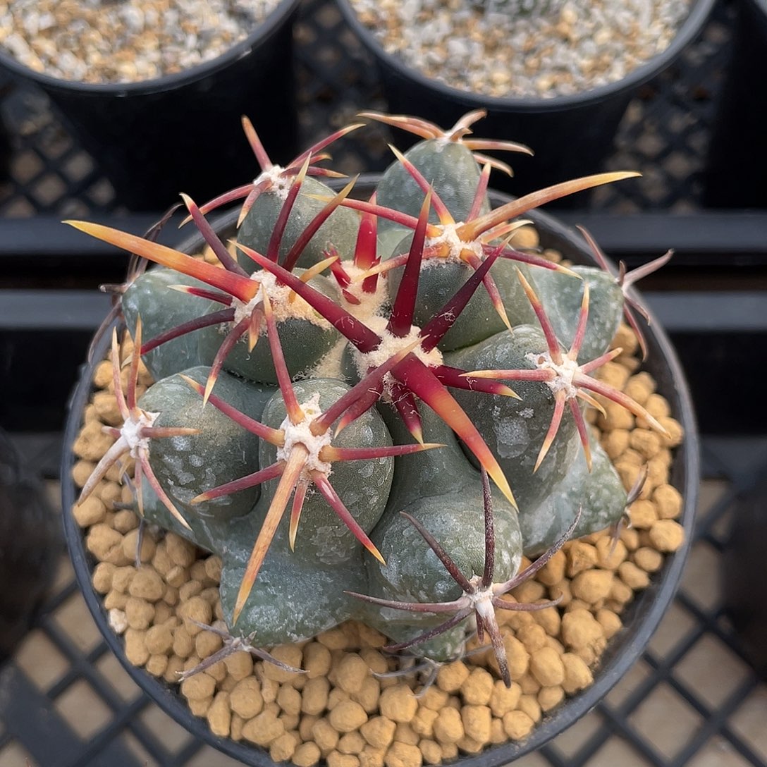 仙人球瘤玉属豪刺大红鹰实生7.3厘米