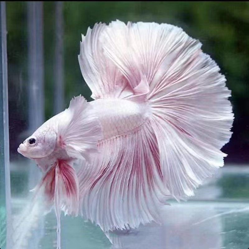 A15（337-360）泰国斗鱼精品鱼小型热带观赏鱼【直播间选鱼】