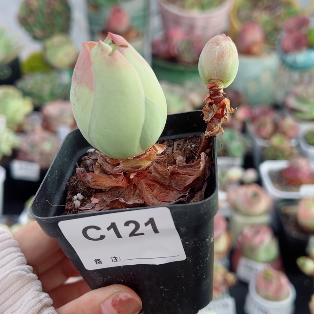 121粉帕桃子带侧芽（福利价断枝不售后）