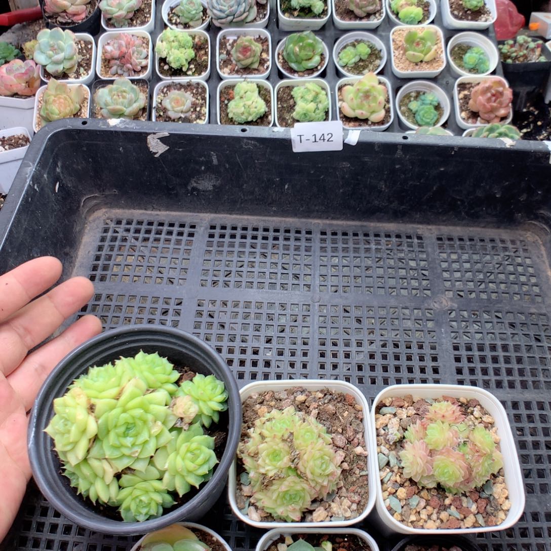 艳***无花朵T142英语英语