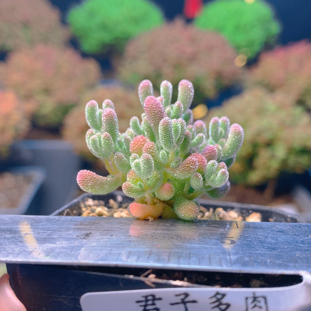 c384实生冰晶小苗枝干番杏