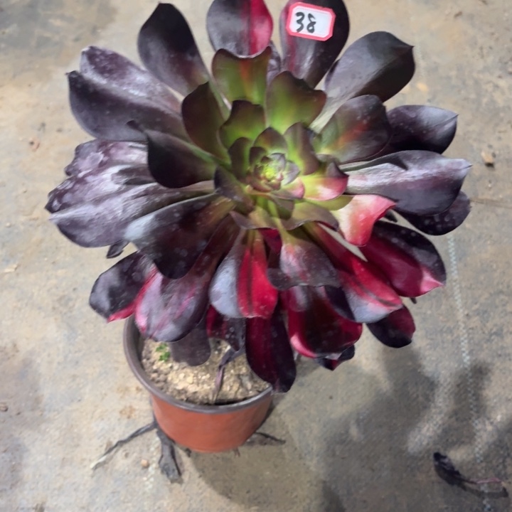 一物一拍巫毒七彩歪腿38