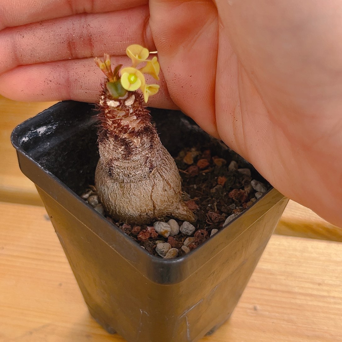 ?****?潮流植物象鼻大戟