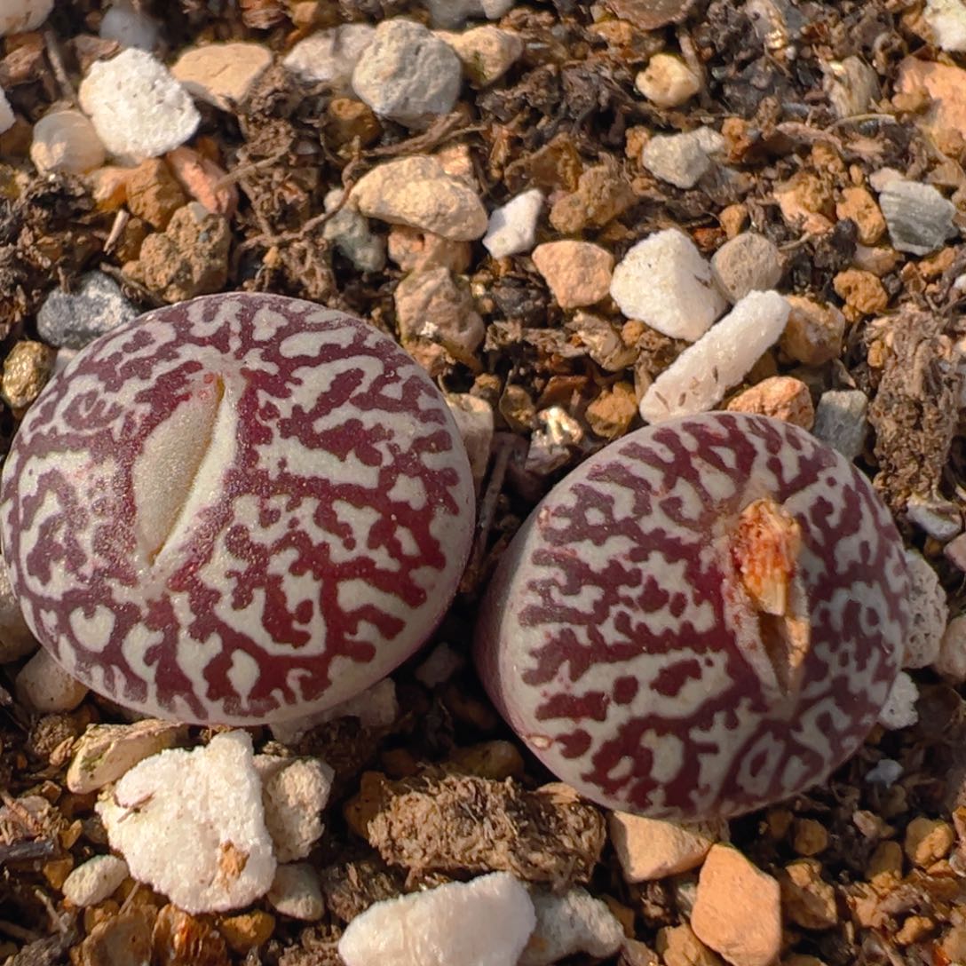 59多肉植物百科知识