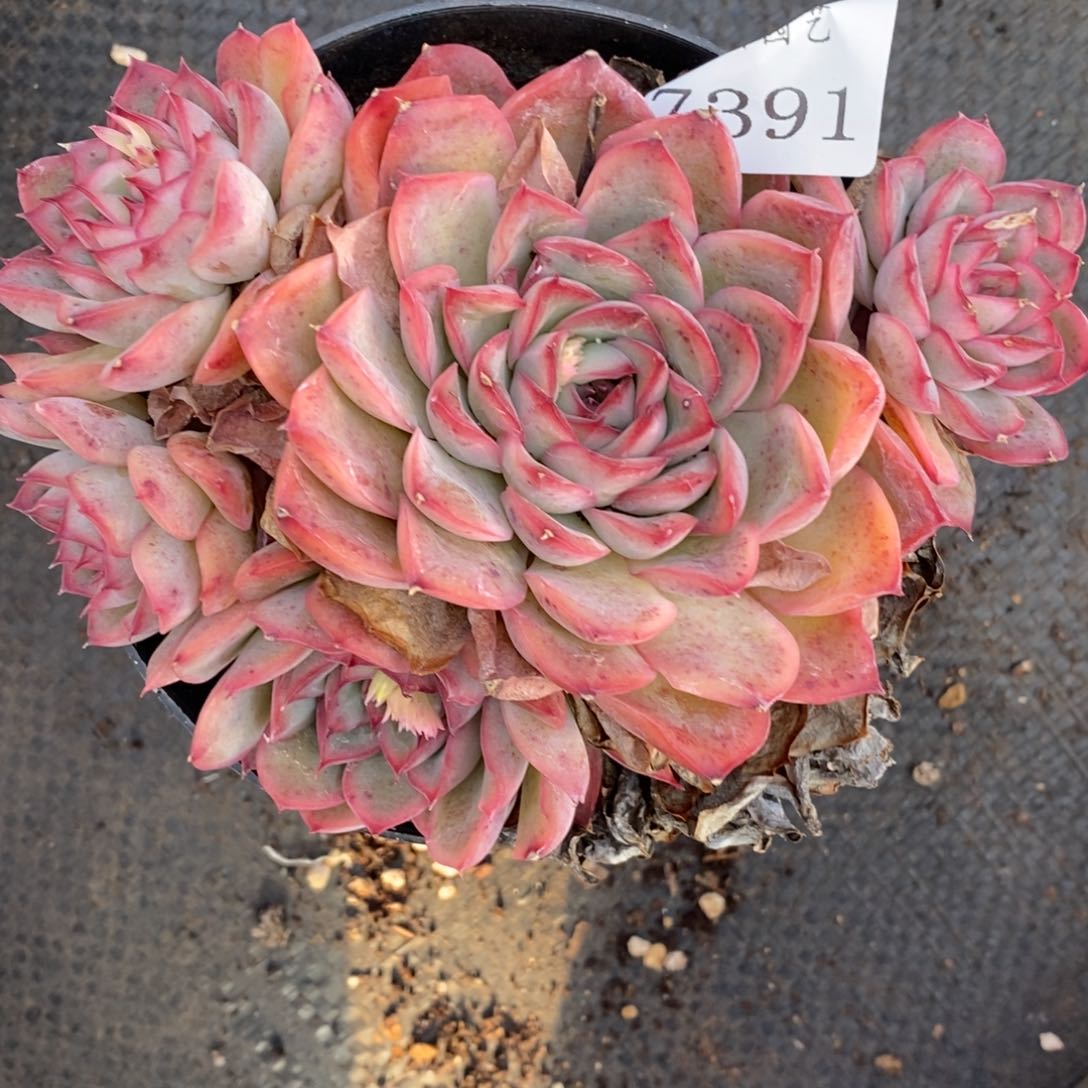 7391杂交多肉老桩