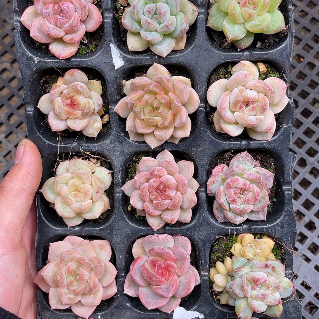 多肉一物一拍11-109