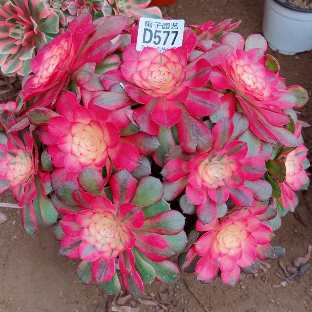 577荔枝雨子多肉植物