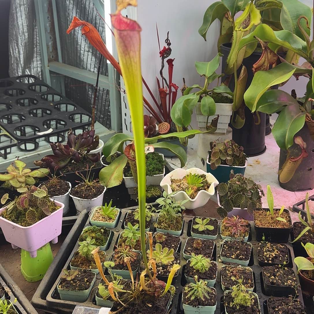 完全开放SL3粉豹瓶子草