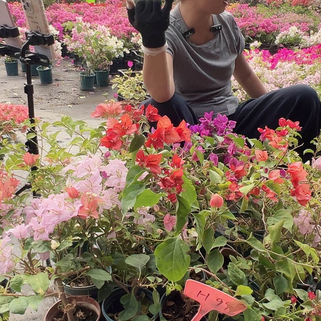 大部分花苞少量开放H99随机三颗掌中宝，掉花