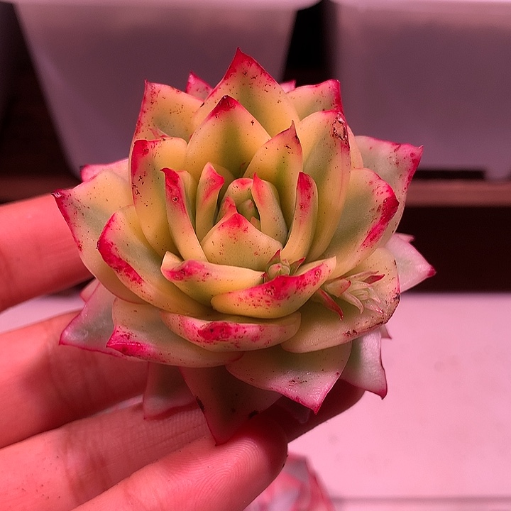 吉赛尔锦锦锦锦锦锦锦锦锦