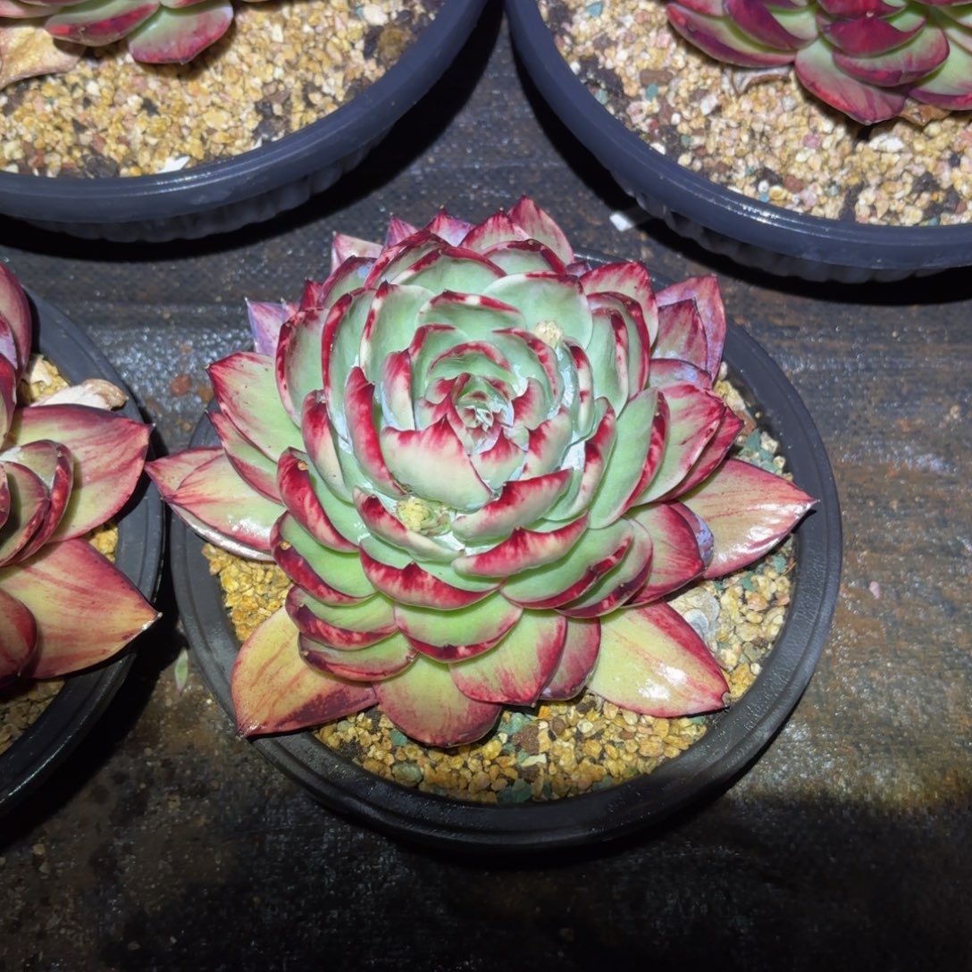 杏****哈哈宝贝宝贝不好就斤斤计较