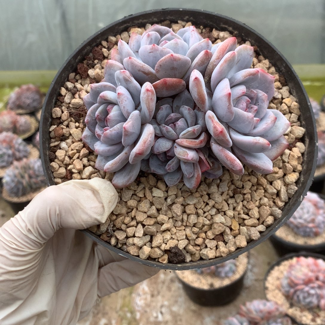 无花朵哈哈哈哈哈哈哈哈哈31