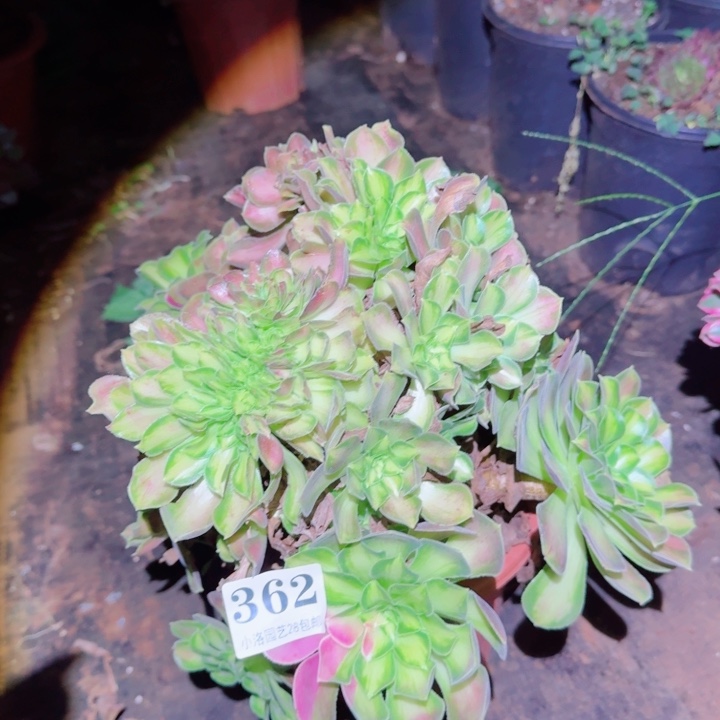 362韶华缀化多肉植物满28包邮