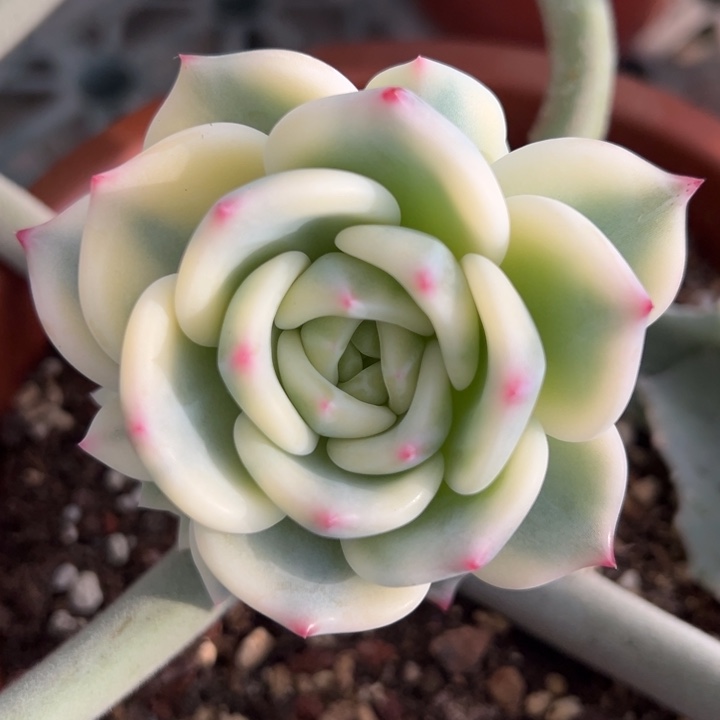 暗夜香槟锦 2个福利侧影一物一拍