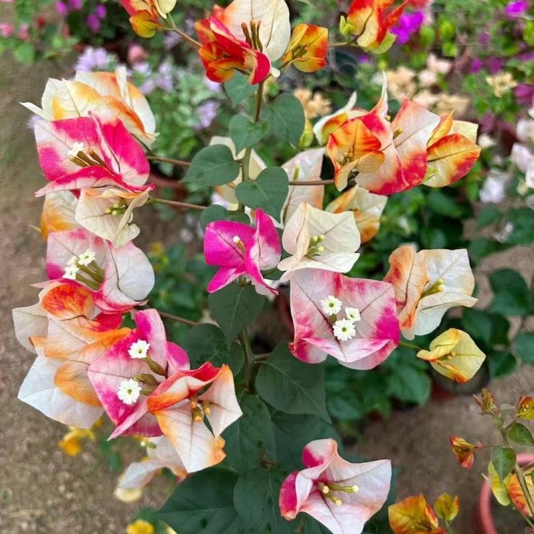 三角梅一物一拍图片仅供参考