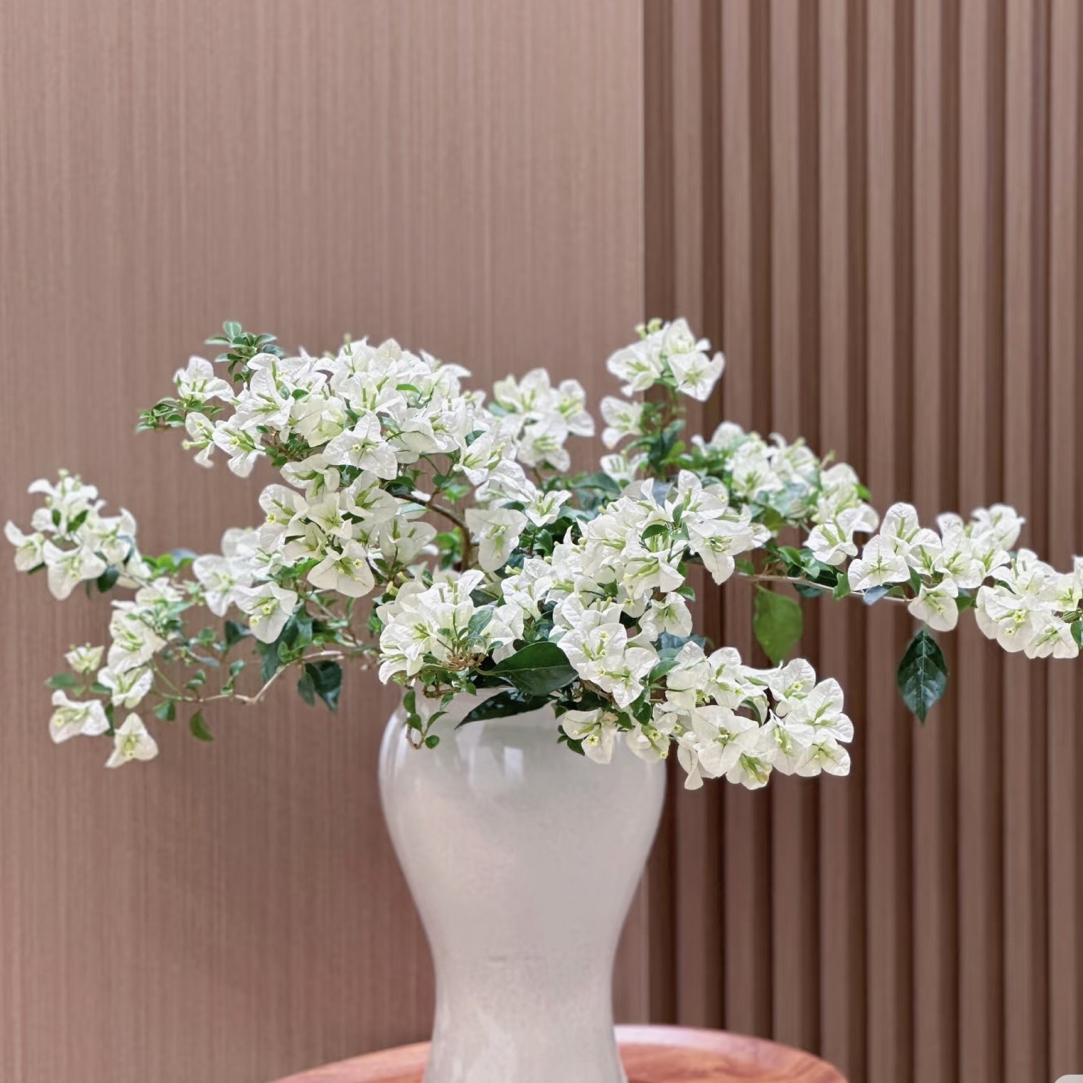 【白雪公主】（皇家贵族老桩）三角梅绿植基地清仓直邮室内