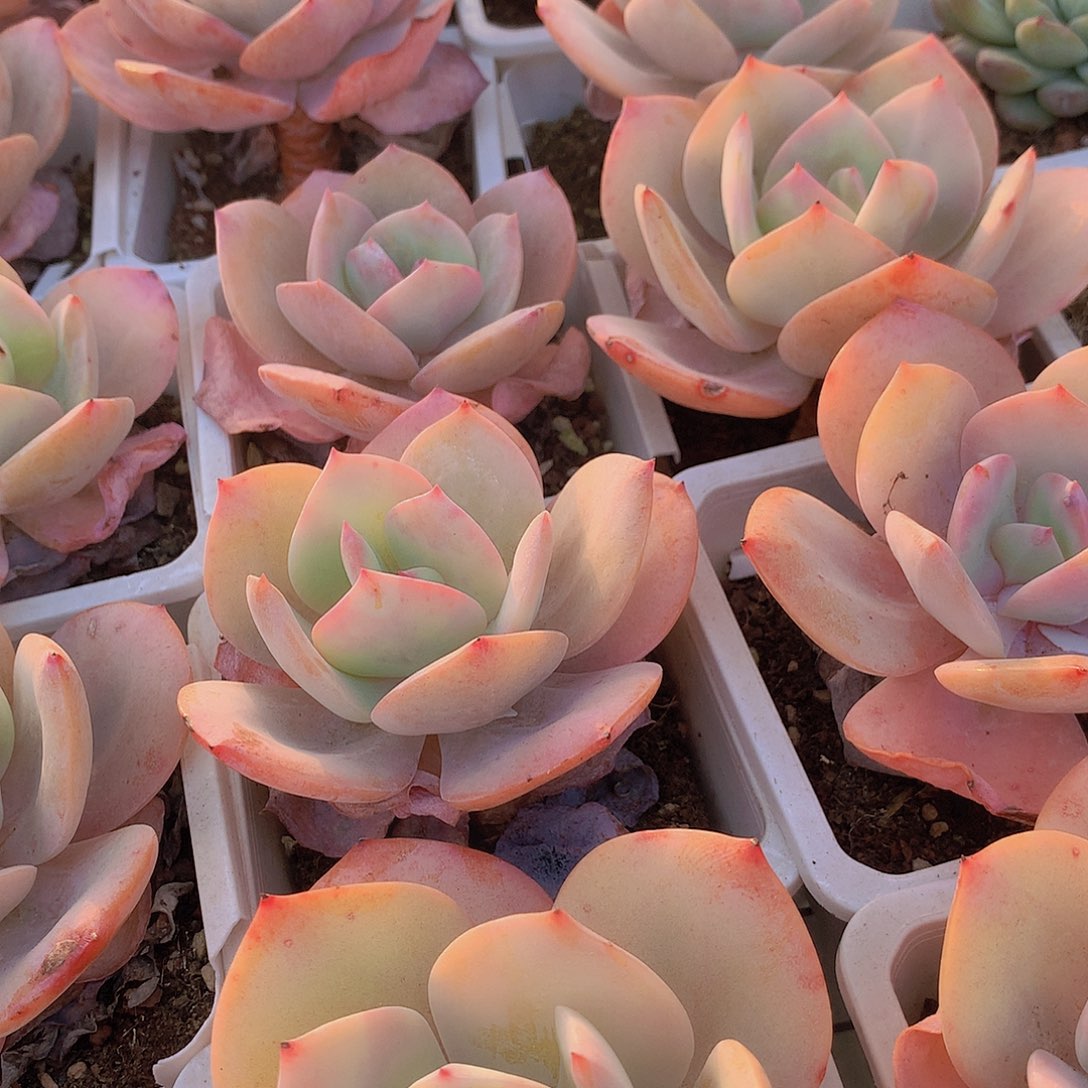 老庄白凤3457899000000