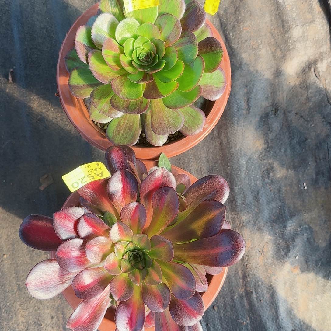 花月夜花娜法师组合469520